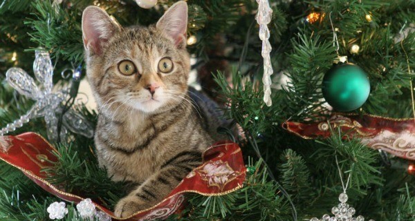 Cat Destroy Tree