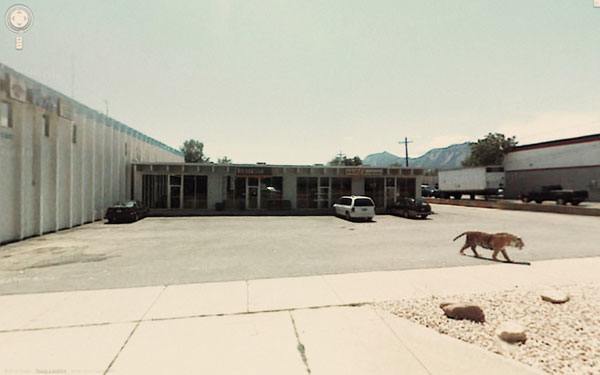 Tiger Parking Lot