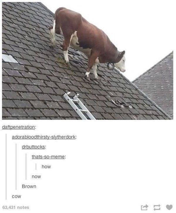 Cow