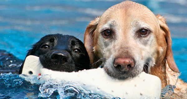 Dogs Swimming