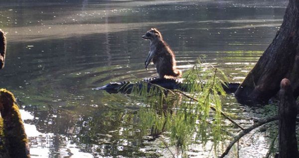 Raccoon On A Croc