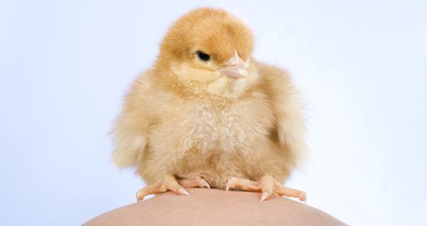 Baby Chick