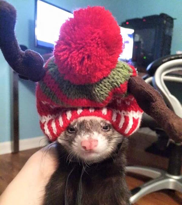 Ferret Reindeer