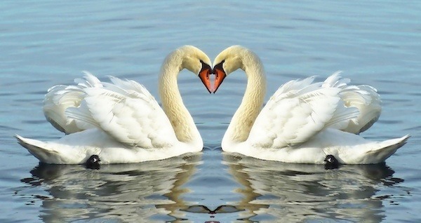 Swans