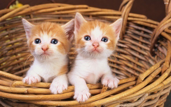 Kitten Basket