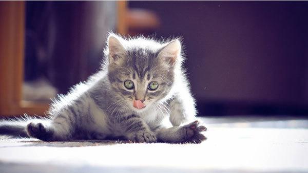 Kitten Bathing