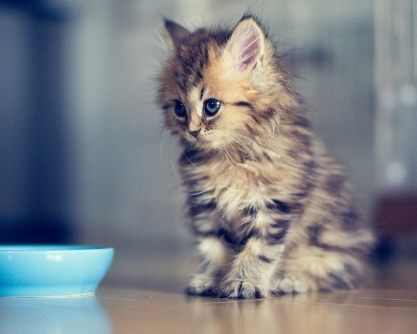 Kitten Bowl