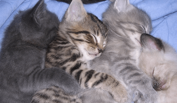 Kitten Sleeping