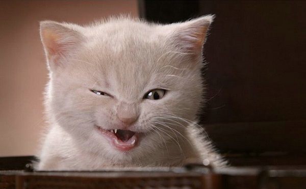 Kitten Squinting