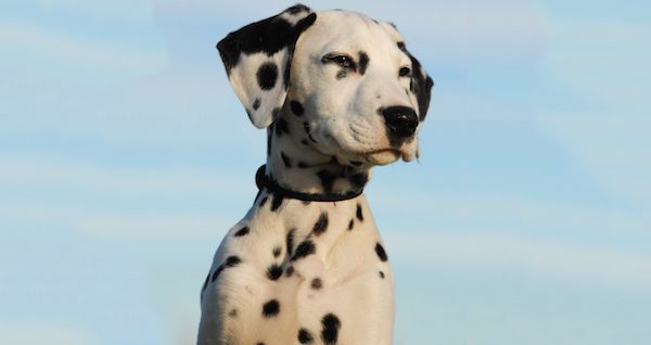 Dalmatian Sky