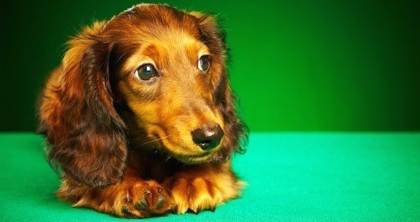 Dog On Green Background