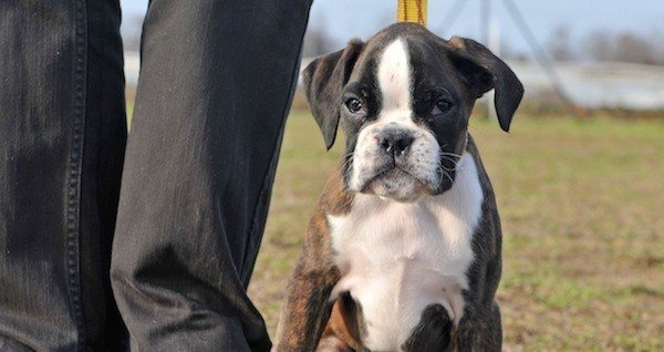 Dog On Leash