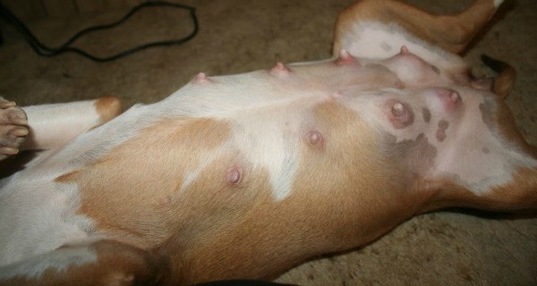 Dogs Nipples