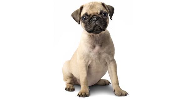 Pug Dog