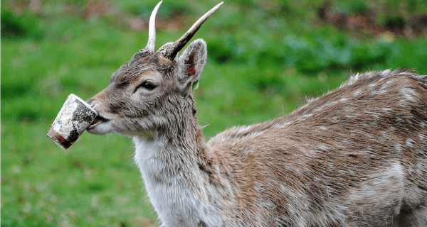 Animals Doing Human Things Deer