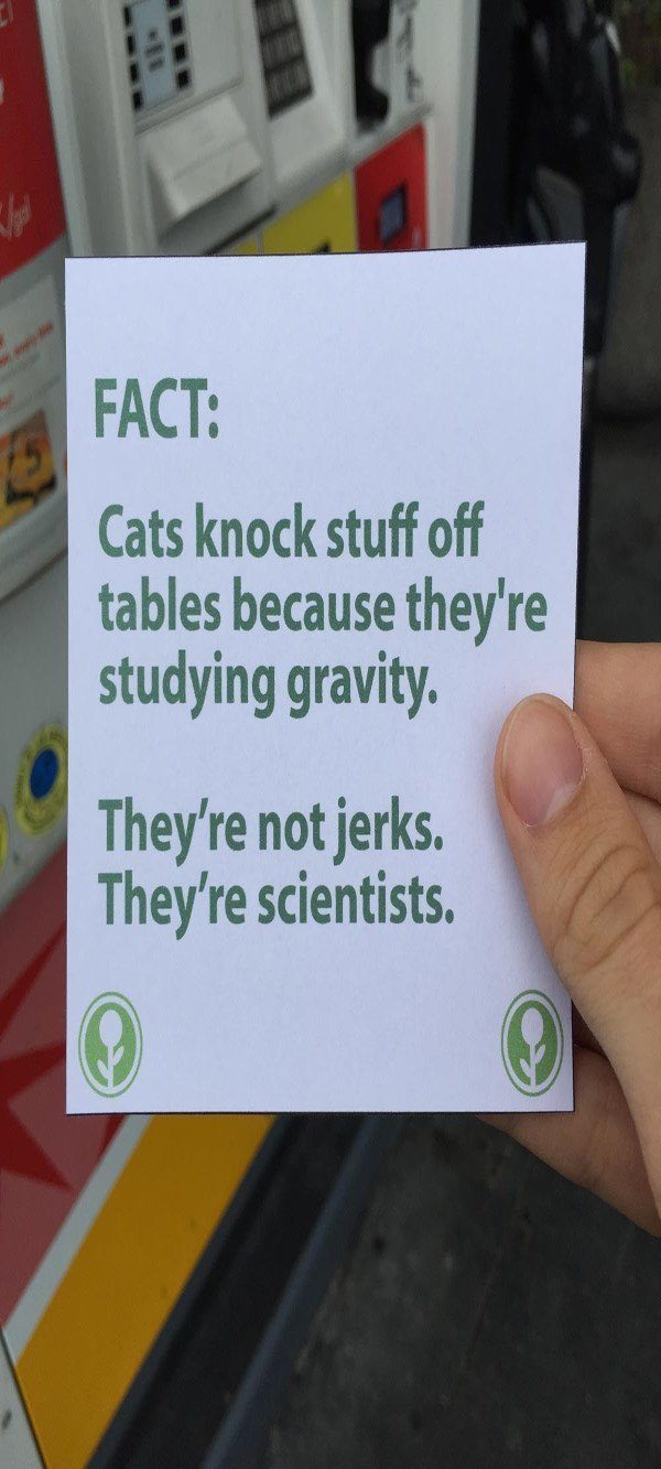 Cats Knock Stuff Off