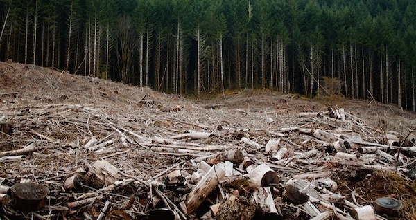 Clearcutting Earth Day