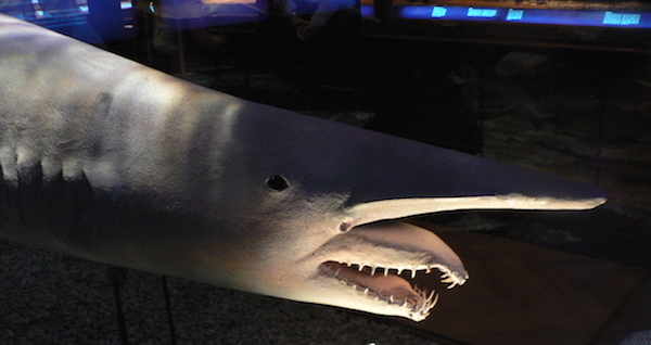 Goblin Shark