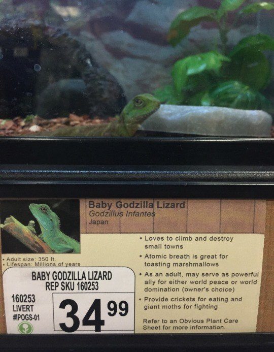 Godzilla Lizard