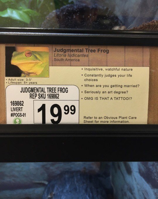 Tree Frog