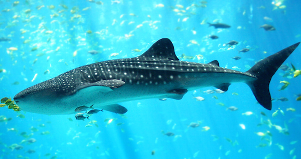 Whale Shark Shark Attacks