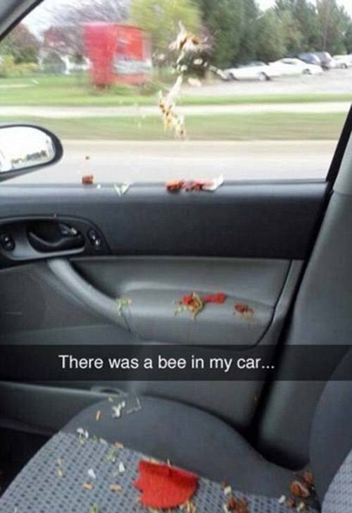 Bee In The Car