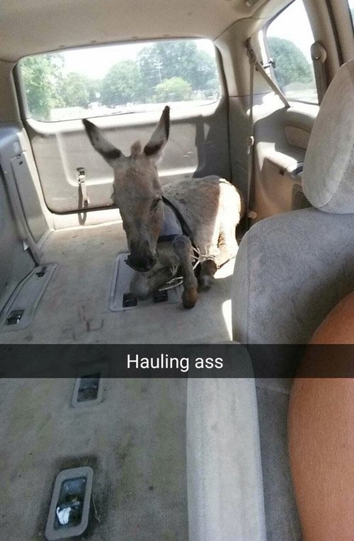 Hauling Ass Funny Snapchats