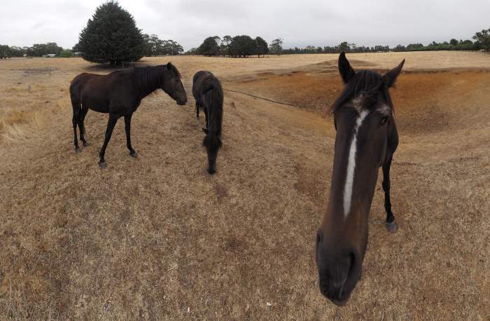 Horses