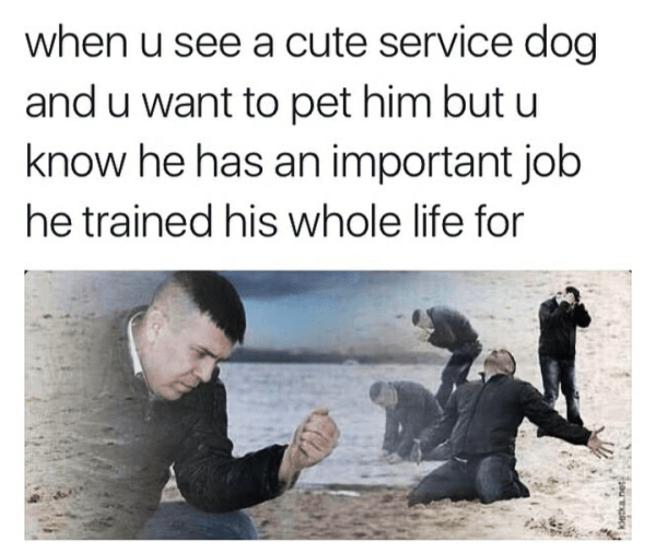 Service Dog