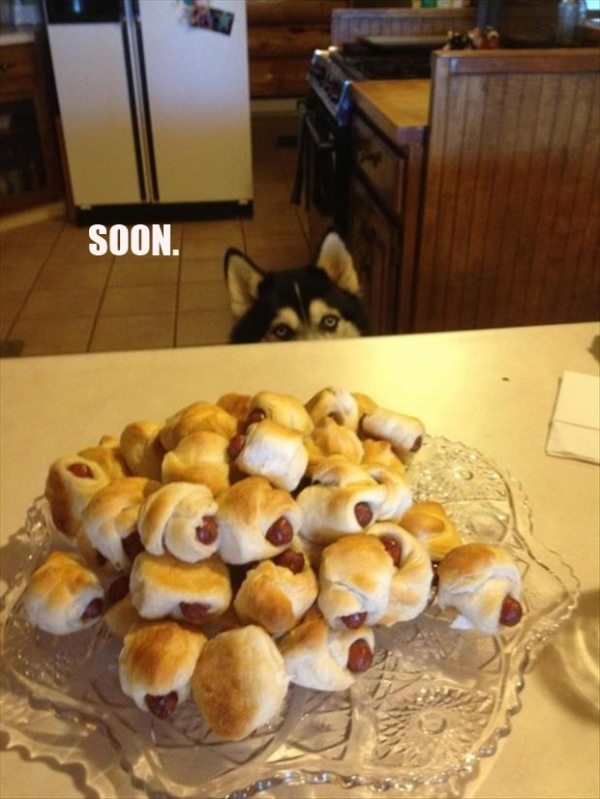 Dog Soon Meme