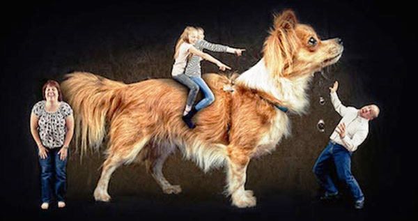 Giant Dog