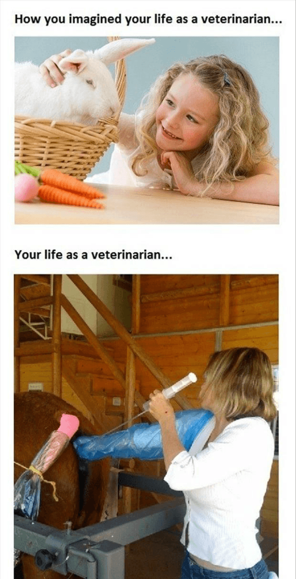 Veterinarian