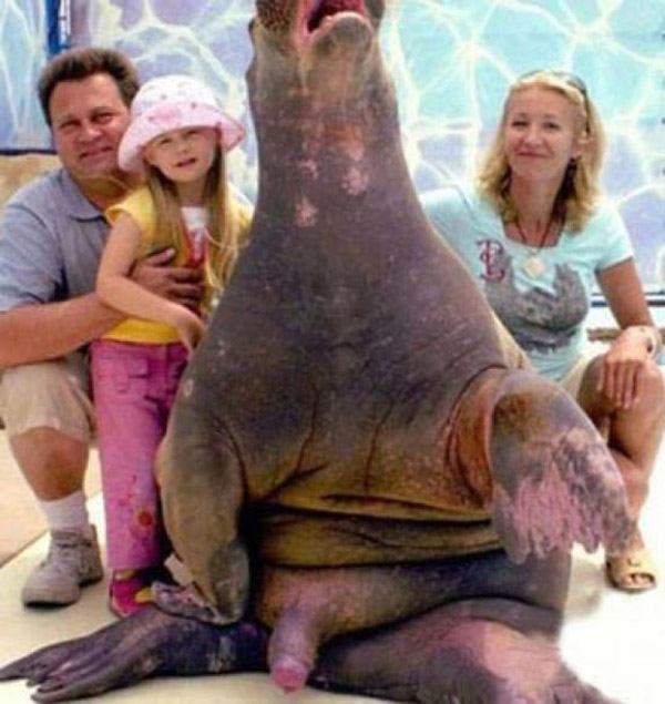 Walrus Dick