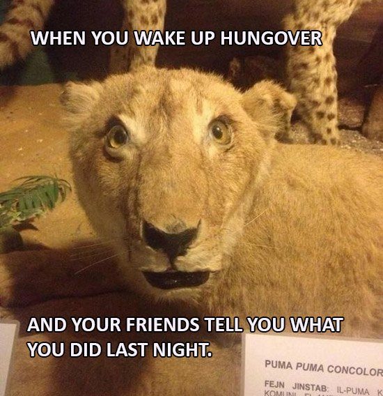 LION Hungover