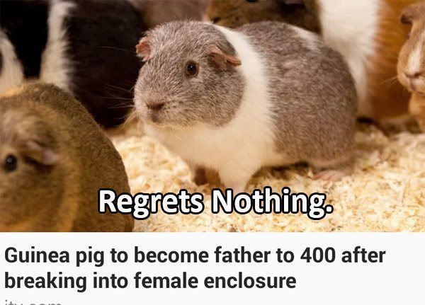 Gunea Pig No Regret