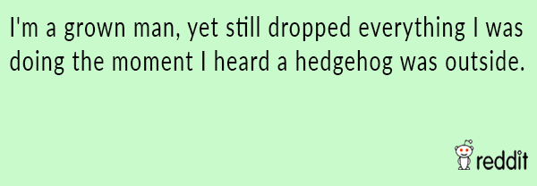 Hedgehog