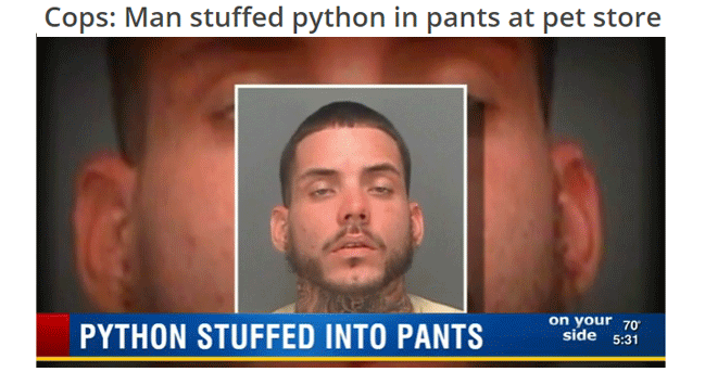 Pant Snake