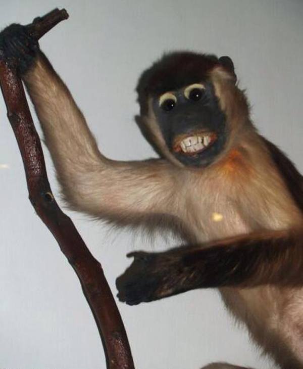 Deranged Monkey