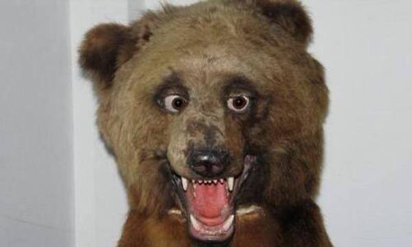 Funny Taxidermy Fails