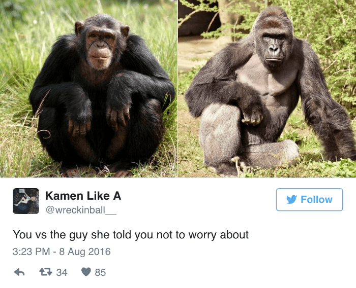 Harambe