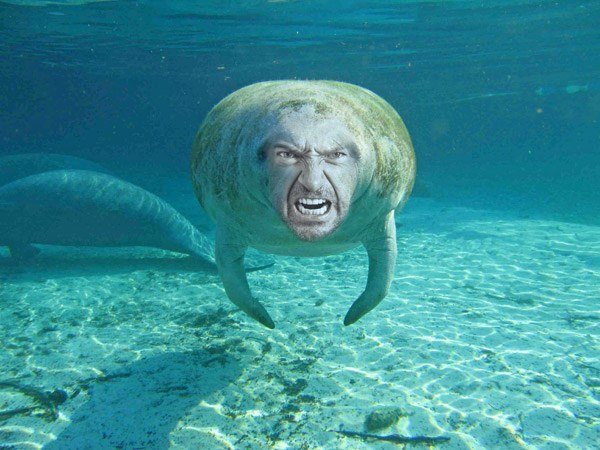 Hugh Manatee