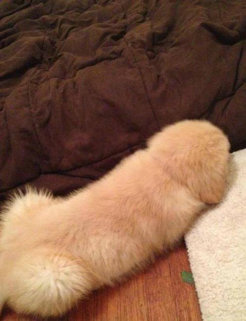 Puppy Weiner