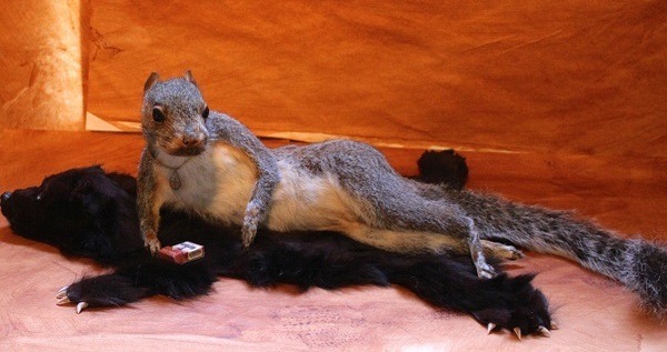 Sexy Squirrel Taxidermy Fails