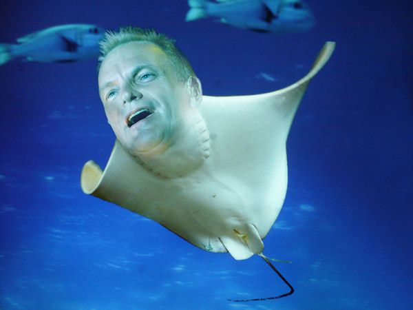 Sting Ray