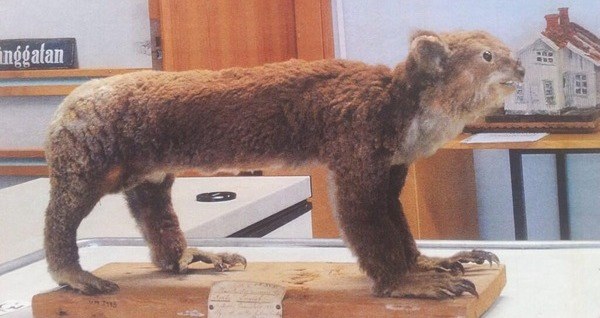 Taxidermy Fails