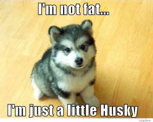 Adorable Little Husky