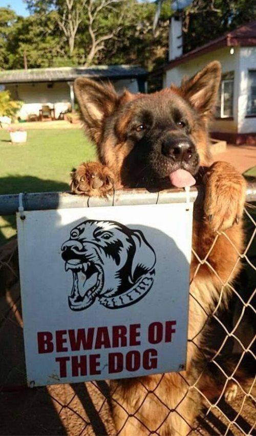 Beware Of The Dog