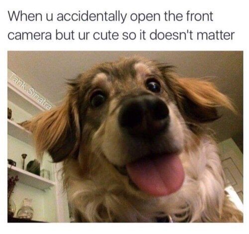 Cute Dog