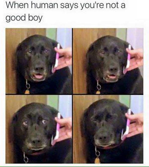 Good Boy