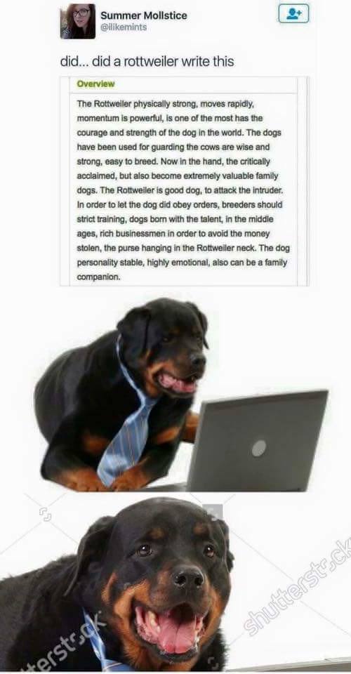 Rottweiler